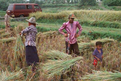 Stylin' at the rice harvest