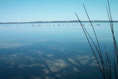 Black swan specs on Myall Lake