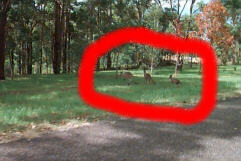 Guess where to find the wallabees