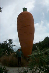 Ohakune's Giant (and dark) Carrot