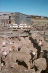 Before and after shearing