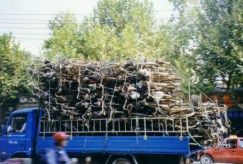 Bikes on their way to the impound yard